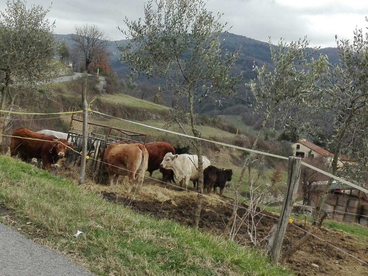 Vila Fattoria Di Cintoia Pontassieve Exteriér fotografie